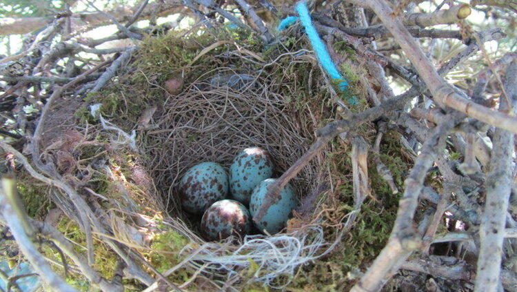 Nest with yarn