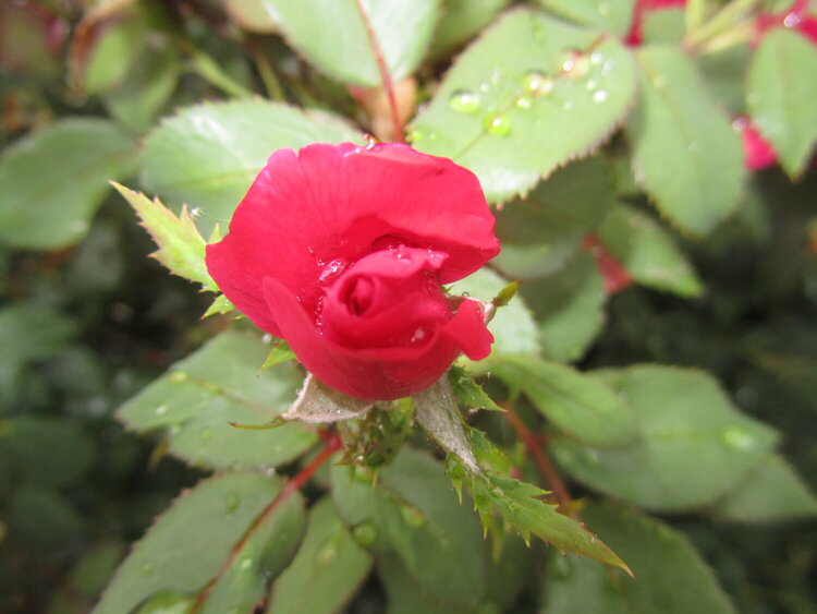Rain on the Rosebud