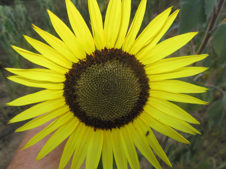 The Perfect Sunflower