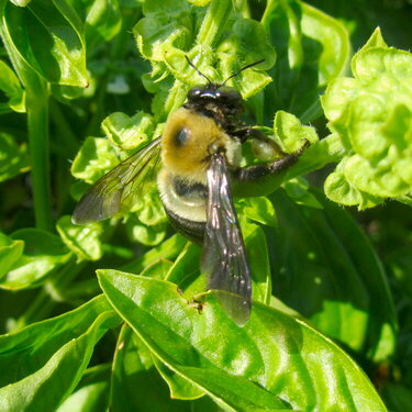 Bumblebee and basil