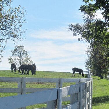 Horse Farm in Lexington