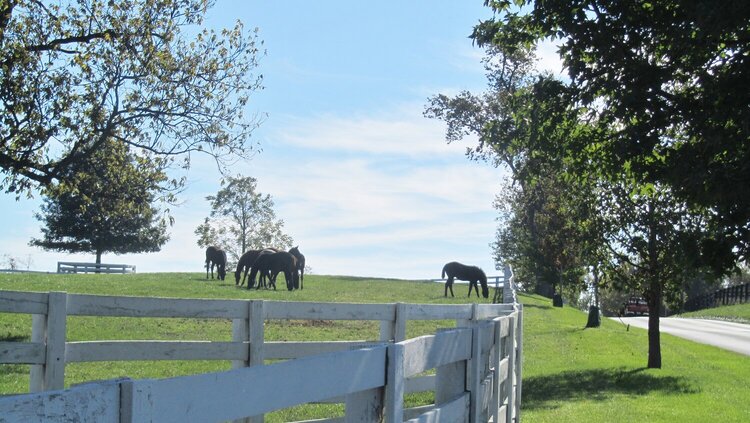 Horse Farm in Lexington