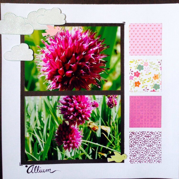 Allium