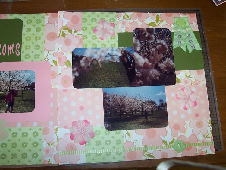 Cherry Blossoms Cont...