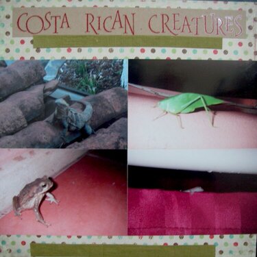 Costa Rican Creatures