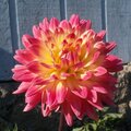 dinnerplate dahlia