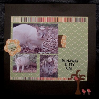 Runaway Kitty Cat