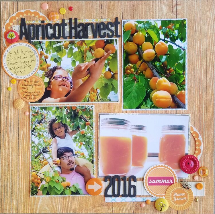Apricot Harvest 2016