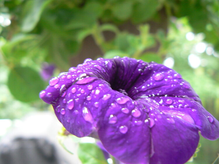 Purple Flower With Water