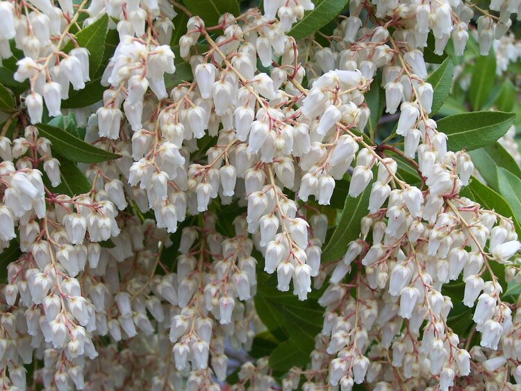 Flower bush at Butchart Gardens, Victoria BC