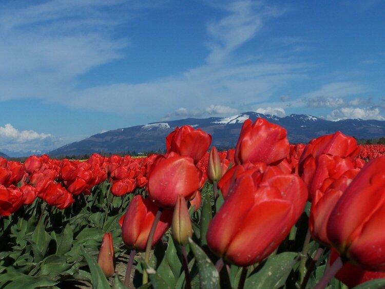 Red Tulips swaying in the wind
