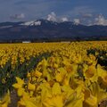 Skagit County Daffodil field