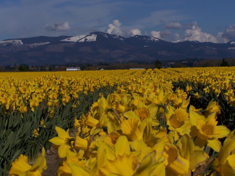 Skagit County Daffodil field