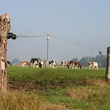 Dutch cows