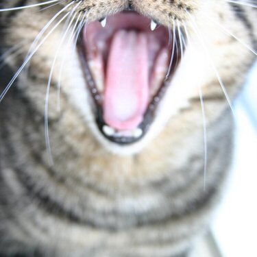 Yawn!!!!