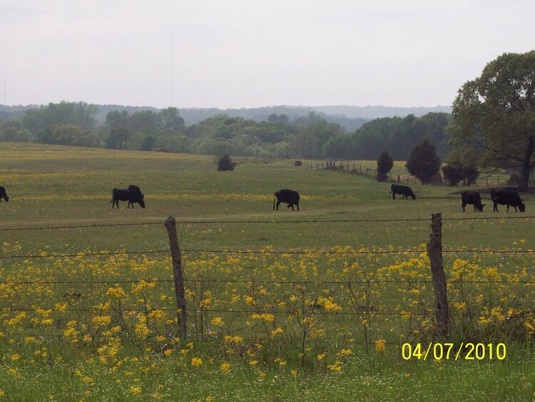 Countryside