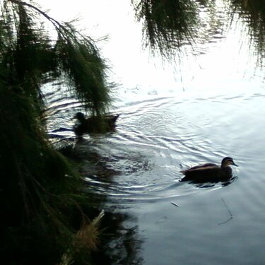 ducks in water