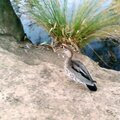 water duck