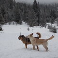 Kefra and Luna in the snow
