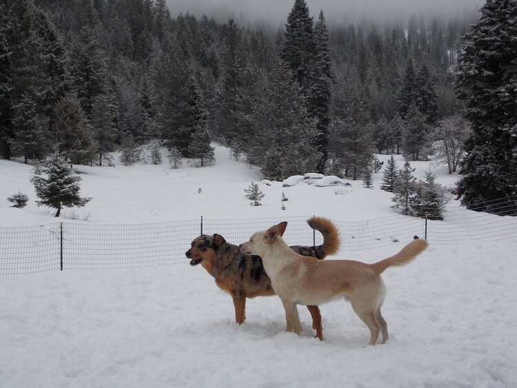 Kefra and Luna in the snow