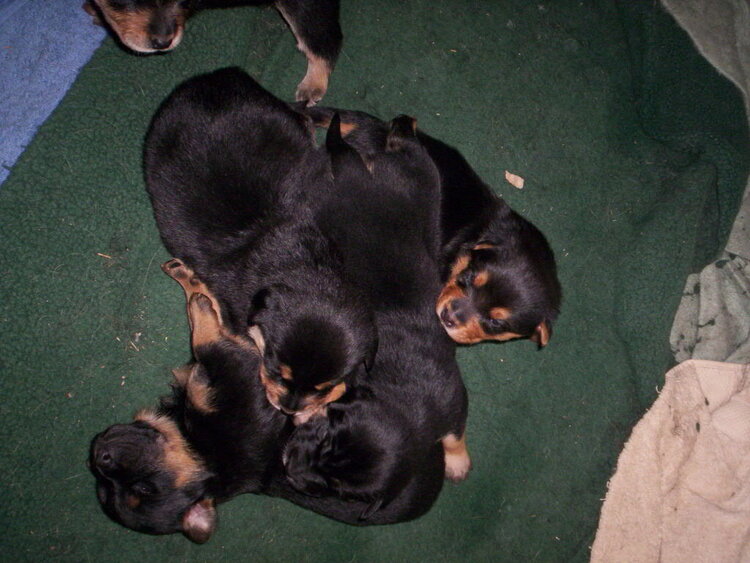 Pile O Puppies!
