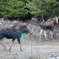 Momma and Baby Moose