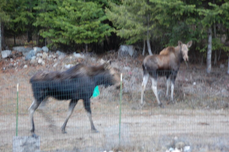 Momma and Baby Moose