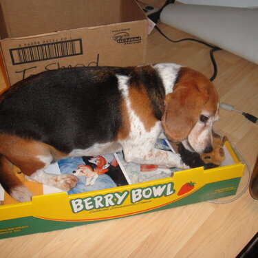 Beagle in a Box