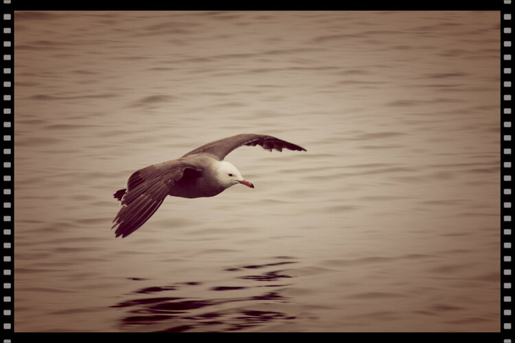 Seagull