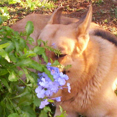 ROCKY SMELLING THE FLOWERS