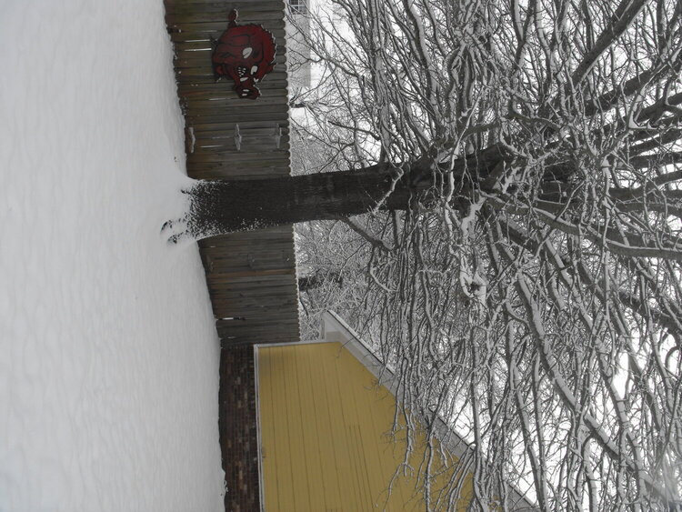 The tree beside our house and MY RAZORBACK !