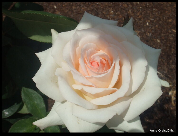 Beautiful rose.