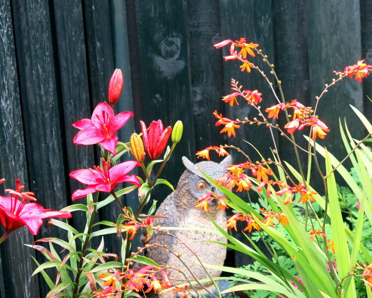 owl and  the flowers