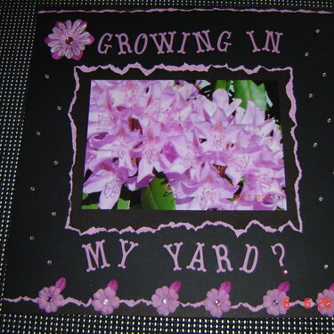 Growing in my Yard?