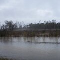 Apalachicola River at Neal's Landing