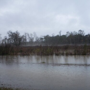 Apalachicola River at Neal&#039;s Landing