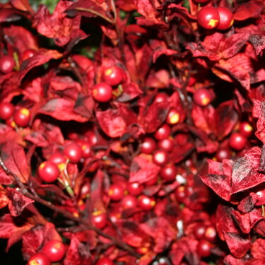 #6 Something Red- 10 Points