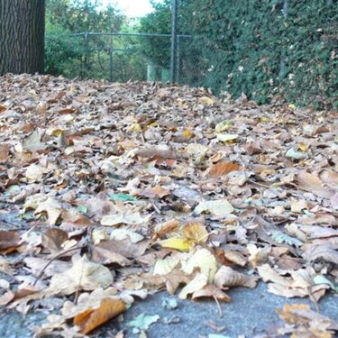 10. Pile of leaves