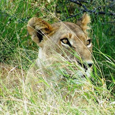 Lioness in Savuti