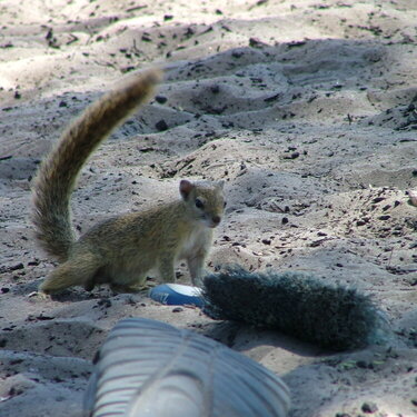 Squirrel in Savuti