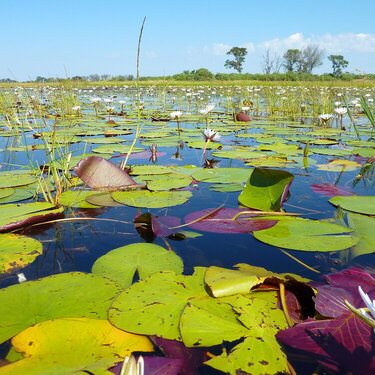 Delta Lilies