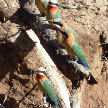 White-Fronted Bee-Eaters