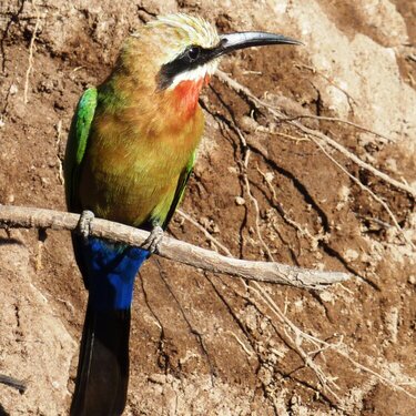 A White-Fronted Bee-Eater