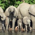 Elephants take a drink at the Chobe River