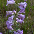 Beardtongue