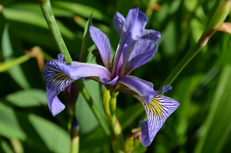 Blue Flag Iris