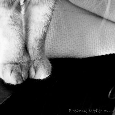 Furry toes