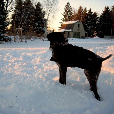 Colt enjoying the snow!