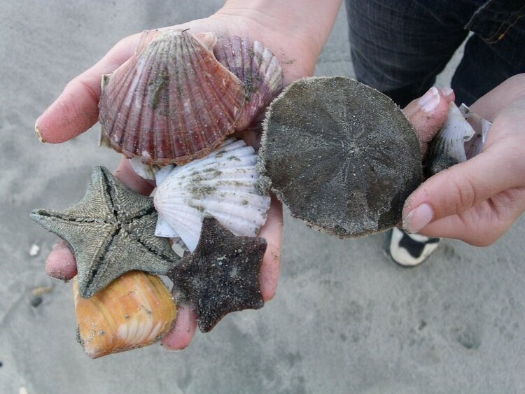 Shells by the handful