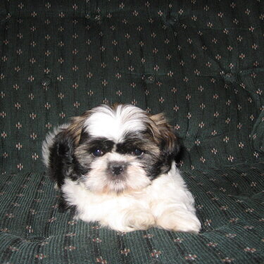 Our new furbaby Molly the Shih Tzu (at 6 weeks old).
